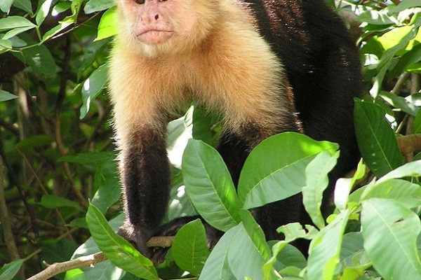 Capuchin monkey