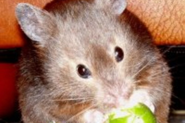 Sable short-haired Syrian Hamster.