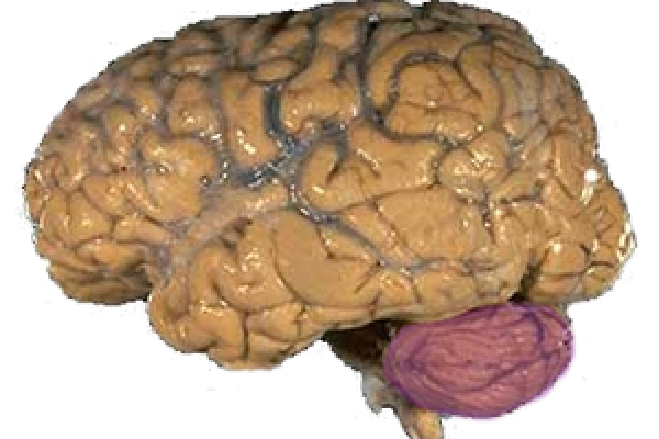 A picture of a brain with the cerebellum in purple