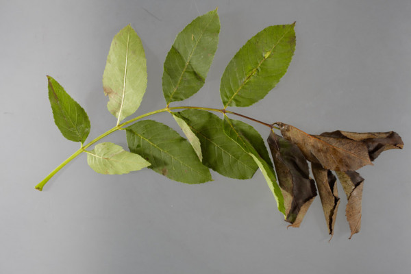 Symptoms of Chalara ash dieback. A fungal disease affecting the ash trees of Europe. Picture shows wilting of leaves caused by necrosis of the rachis.