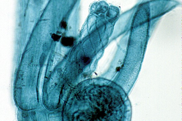 Chara algae