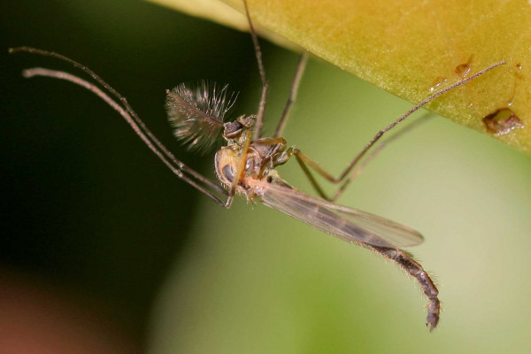 Chironomus midge