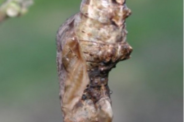 Chrysalis of Gulf Fritillary, (Agraulis vanillae)