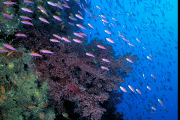 A school of bicolour anthias fish on a coral reef in Fiji