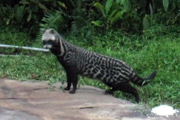 Civet