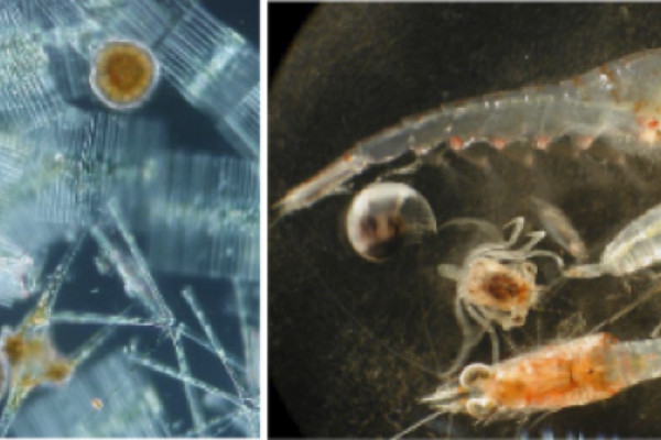 A variety of plants (phytoplankton, left) and animals (zooplankton, right) that fill the oceans. The largest of the creatures in these pictures is less than 1mm long.