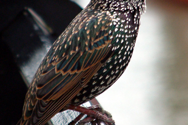Common Starling (Sturnus vulgaris)