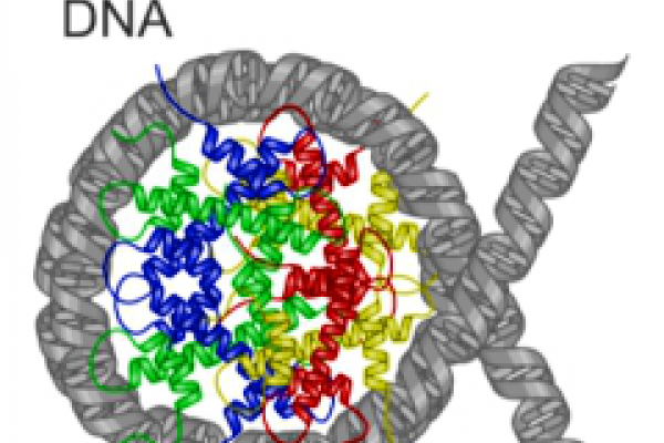 DNa wrapped around histones