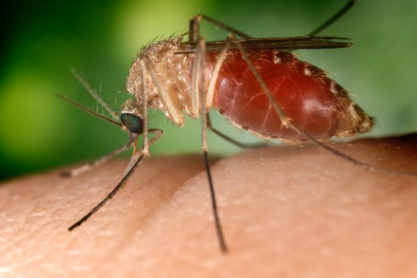 The main transmitter of the West Nile virus in the southeast is the mosquito species C. quinquefasciatus