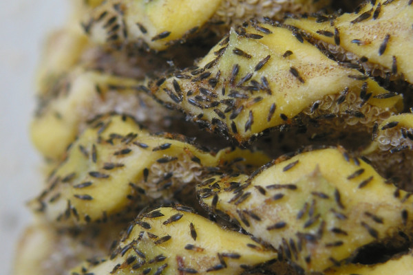  Insects known as thrips are shown leaving the cone of a male cycad plant as the cone heats up and emits an odour to drive the insects away. The thrips feed on cycad pollen, which is contained in whitish sacs visible under the cone scales. As the odor...