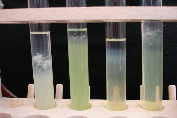 DNA extracted from courgette
