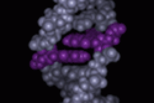 DNA containing new synthetic bases