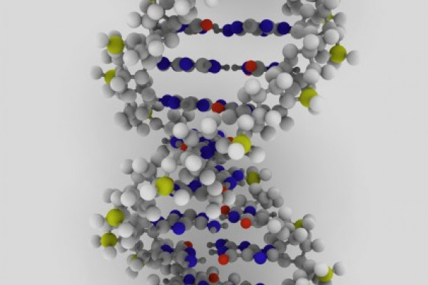RNA can also exist in a double stranded form known as dsRNA, similar in structure to the double helical structure of its close relative of DNA.
