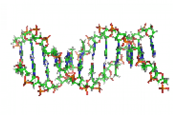 Animation of the structure of a section of DNA. The bases lie horizontally between the two spiraling strands.