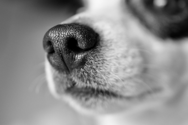 A dog's nose