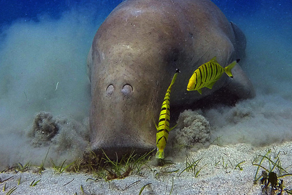 Dugong grazing on seagrass