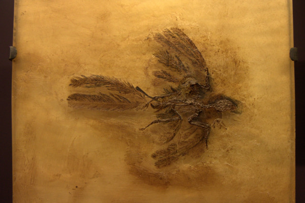 Fossilised Parargarnis - an insectivorous bird