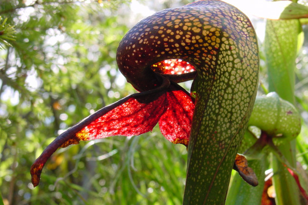 Darlingtonia californica, a species of carnivorous pitcher plant
