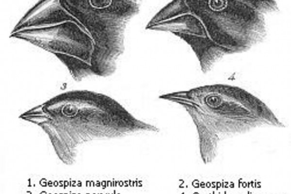 Darwin's finches or Galapagos finches. Darwin, 1845. Journal of researches into the natural history and geology of the countries visited during the voyage of H.M.S. Beagle round the world, under the Command of Capt. Fitz Roy, R.N. 2d edition.