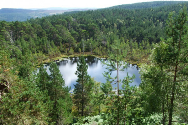 Caledonian pine trees at Coire Loch in Glen Affric