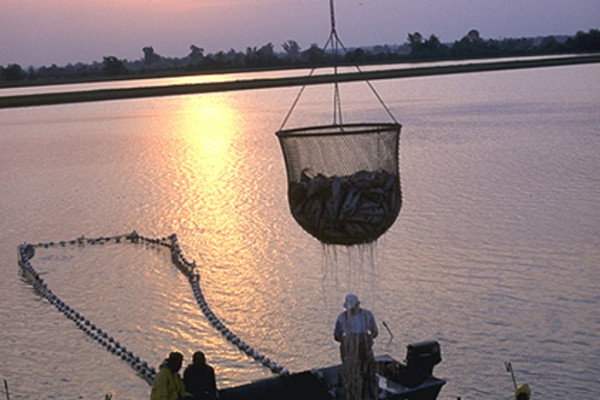 Workers harvest catfish from the Delta Pride Catfish farms in Mississippi.