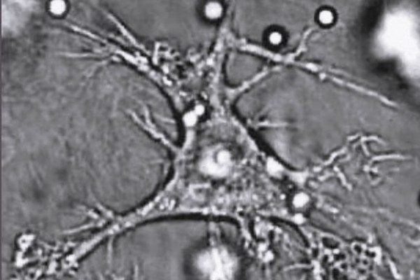 A Dendritic Cell