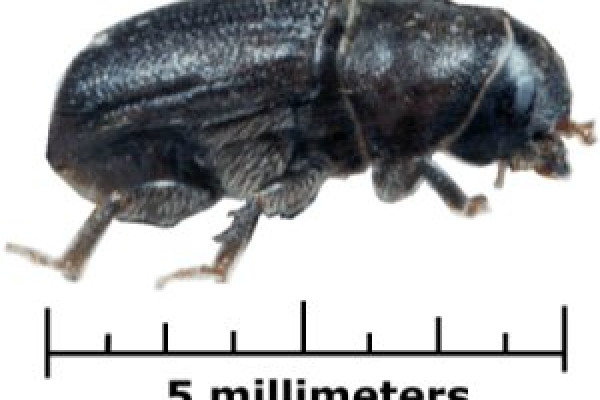 The mountain pine beetle