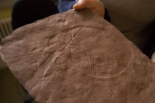 Dickinsonia fossil