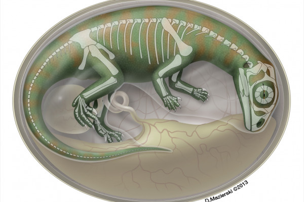 Semitransparent flesh reconstruction of an embryonic dinosaur inside an egg, with skeleton shown.
