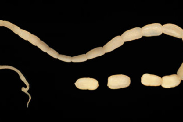 Adult tapeworm of Dipylidium caninum. The scolex of the worm is very narrow and the proglottids, as they mature, get larger.