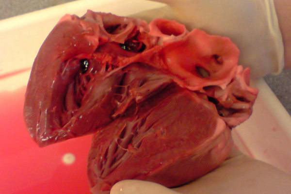 A dissected pig heart