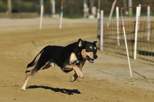 Fod running