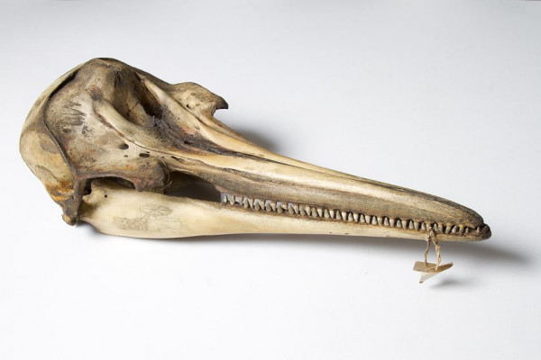  Scrimshaw was traditionally carried out by whalers in the 19th century using the bones and teeth of sperm whales, the baleen of other whales and the tusks of walruses. The images on this dolphin skull include a ship carved into the back of the skull...