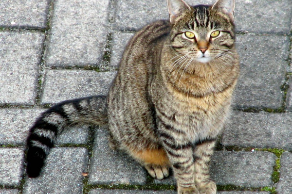 Domestic Tabby cat