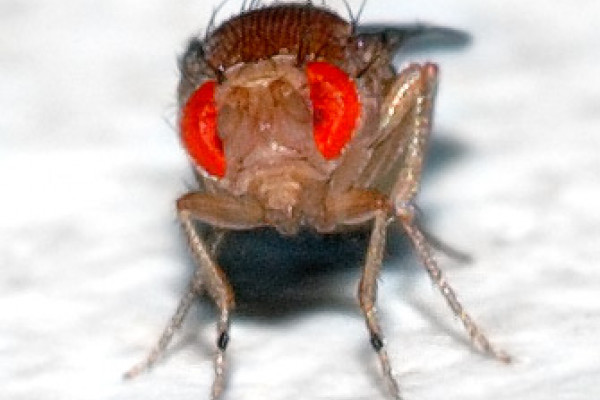 This image shows a 0.1 x 0.03 inch (2.5 x 0.8 mm) small Drosophila melanogaster fly.