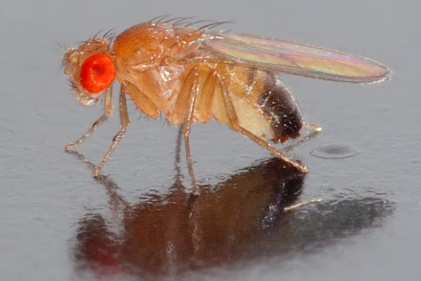 This image shows a 0.1 x 0.03 inch (2.5 x 0.8 mm) small Drosophila melanogaster fly.