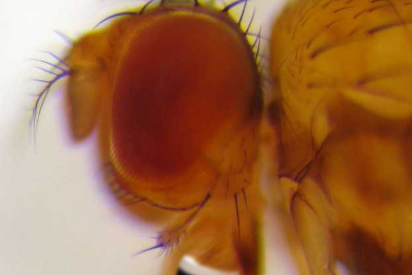 Head of Drosophila residua. Photo taken by Karl Magnacca. Beer added by Ben of the Naked Scientists.