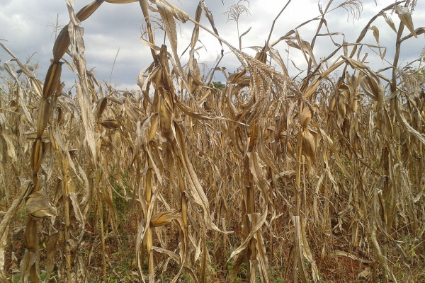 Maize plants ready for harvesting