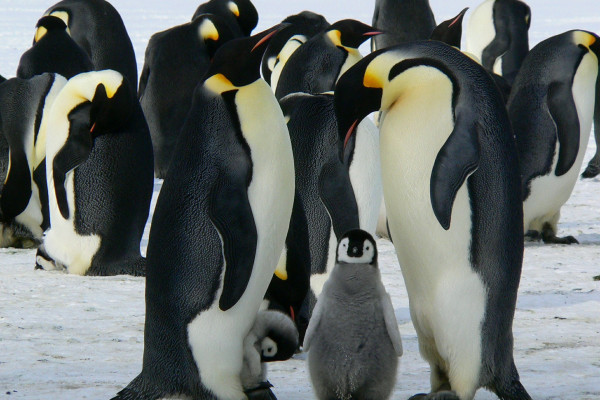 Emperor penguins and chicks