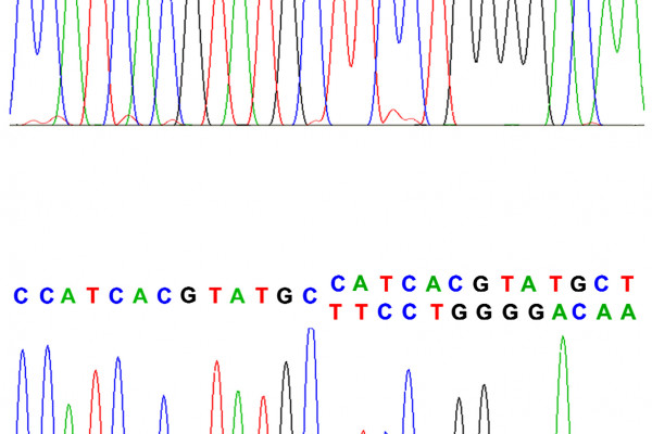 One of the mutation sequences which formed part of the study