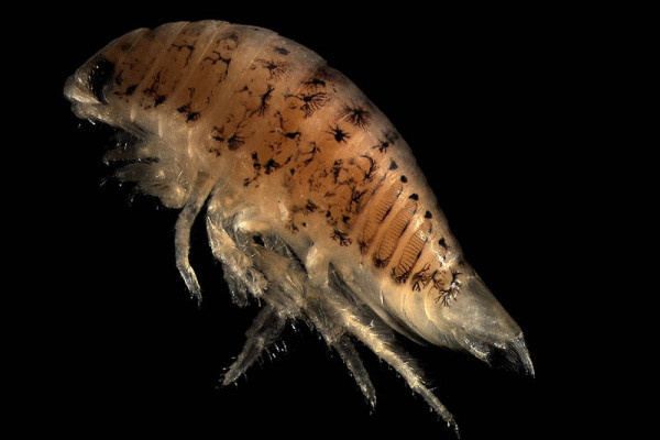 Euridyce pulchra, speckled sea louse, an intertidal marine isopod.