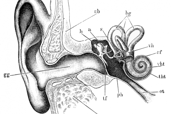 A picture of an ear