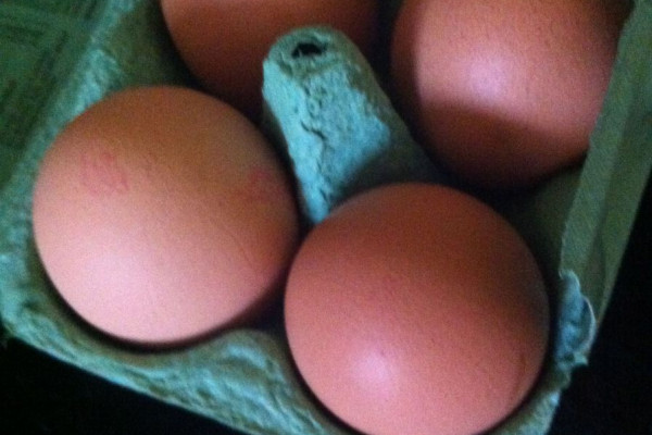 Chickens eggs