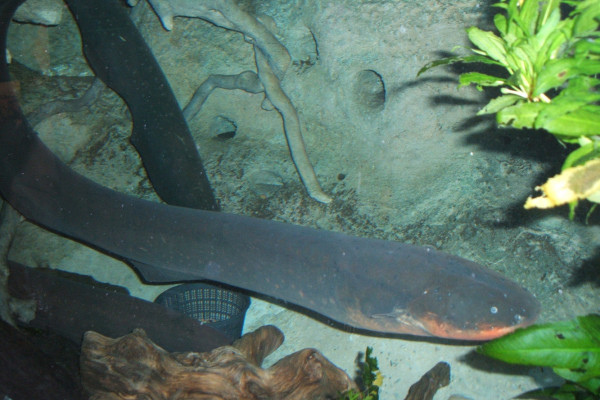 Electric eel (Electrophorus electricus).