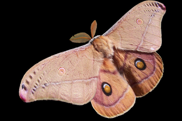 Emperor Gum Moth