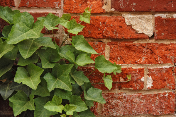 Photograph of English Ivy (Hedera helix) growing on a red brick wall. The photo was taken in the city of Lancaster, Pennsylvania, by Derek L. Ramsey.