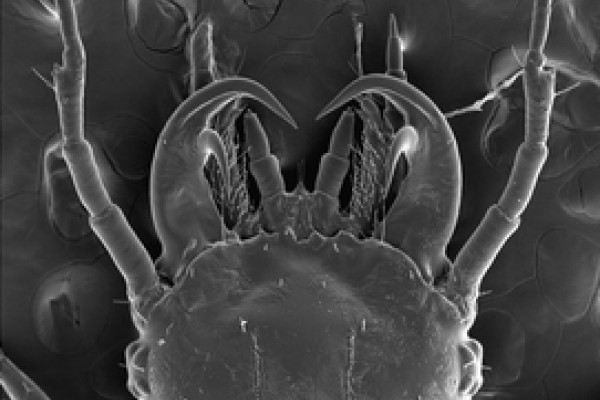 A SEM photograph of larvae head (first instar) showing specialized double-hooked mandibles of Epomis dejeani.