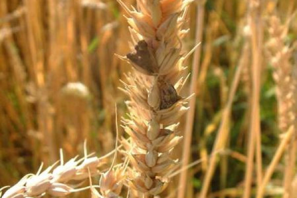 Ergot (Claviceps purpurea) on wheat spikes