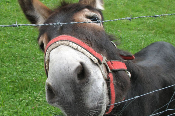 Curious looking donkey on a pasture near Ettal, Germany