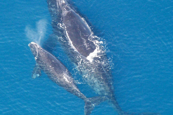 Right Whale and calf